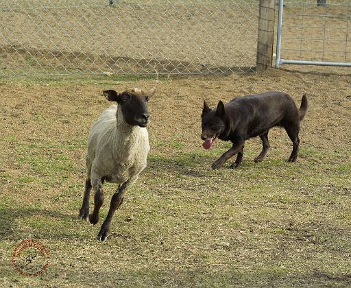 Australian Kelpie with sheep 9P21D-331.JPG